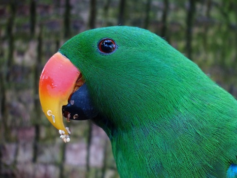 parrot-bill-red-orange-plumage-52714-medium