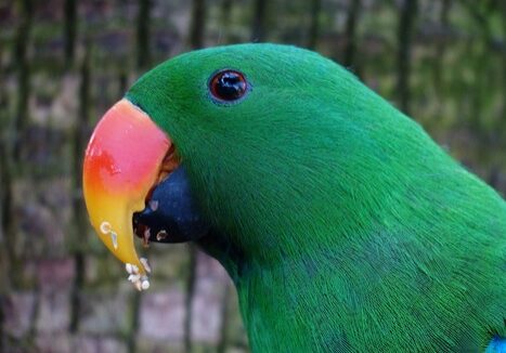 parrot-bill-red-orange-plumage-52714-medium